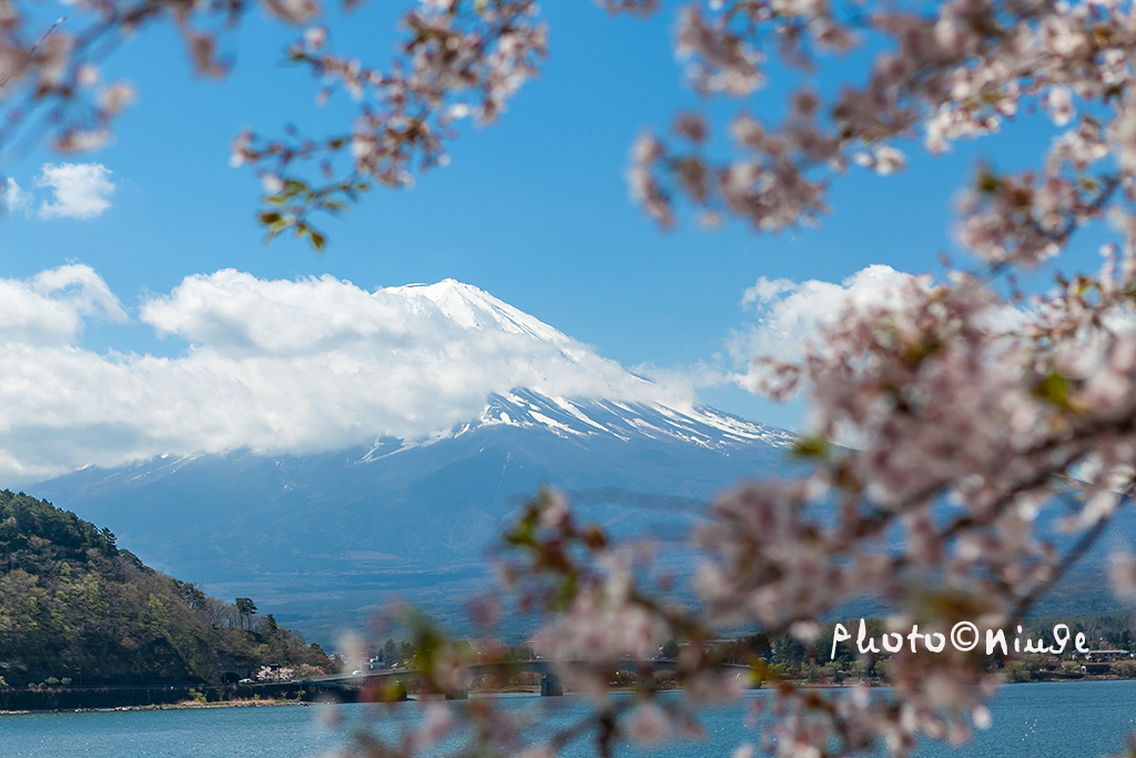 澳门航空空姐游东京 富士山下遇见最美的樱花