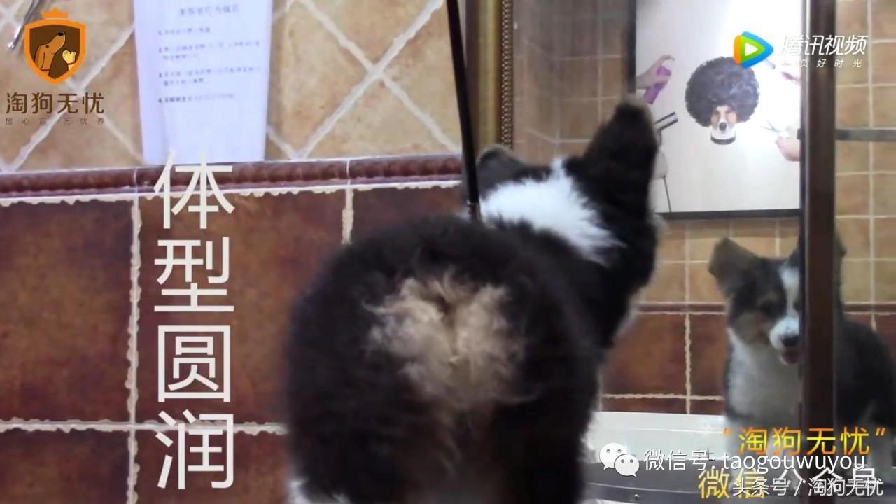 狗狗出售成本多少,狗狗卖出去注意事项