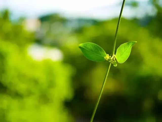 养心才是养生,养生养心养人