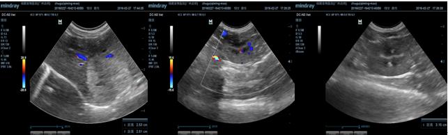 猫乳腺肿瘤治疗方法,猫乳腺肿块怎么治疗