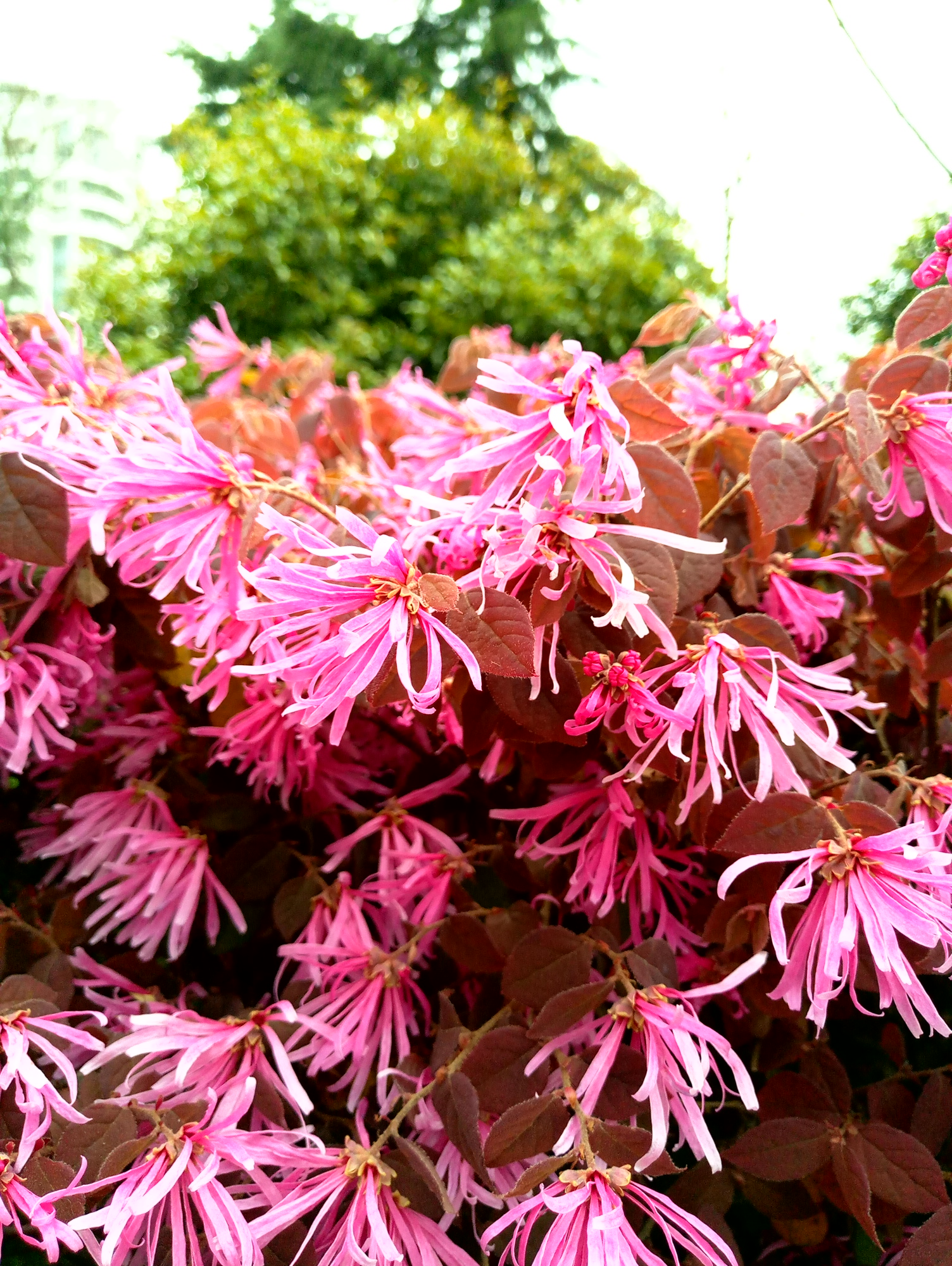 23年魅族mx6还能正常使用吗,魅族MX6的体验怎么样