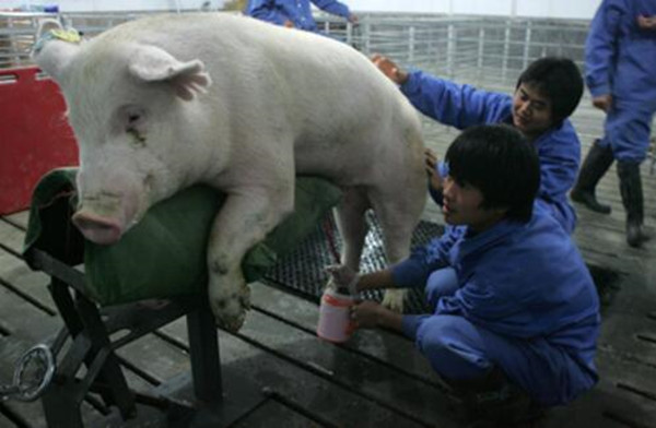 公猪不会爬架子怎么办,公猪不骟长大后猪肉会有怪味吗