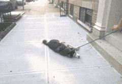 狗狗不愿意回家,狗狗出去遛不愿意回家