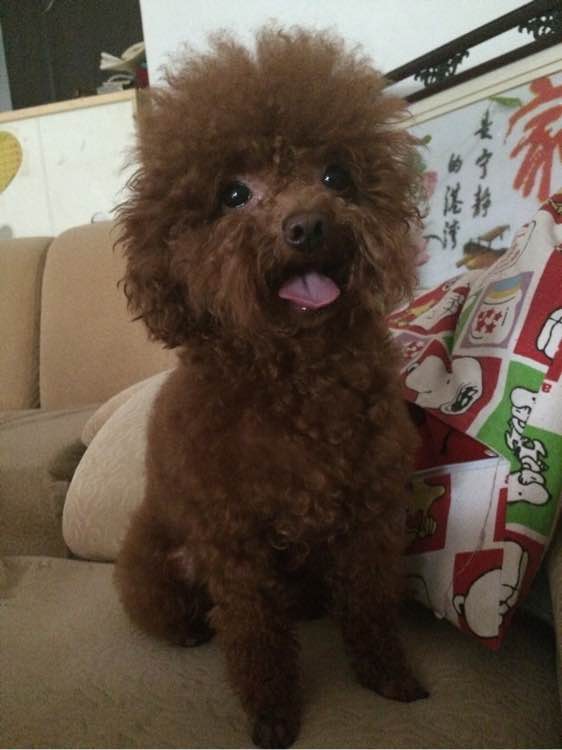 母狗突然狂躁是什么原因,我家的母狗过于活泼怎么办