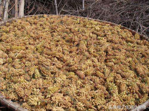 苏州美食松花团子,立夏时令松花团子