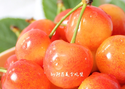 樱桃的季节和品种介绍,樱桃有几个品种哪个品种樱桃好吃