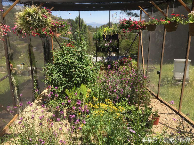 全球最美的蝴蝶,全世界最美的10种蝴蝶