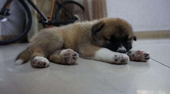 萨摩耶串田园犬长大后是什么样子,萨摩耶串中华田园犬