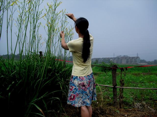 忘忧草有神奇的功效吗,忘忧草可以入药吗