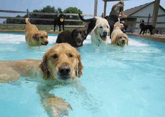 夏季狗狗耳道炎预防只治疗建议！