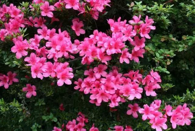 5鏈堜唤鎵︽彃浣曟椂鍙互涓婄泦,澶忓ぉ鎵︽彃鐨勬柟娉曞拰娉ㄦ剰浜嬮」