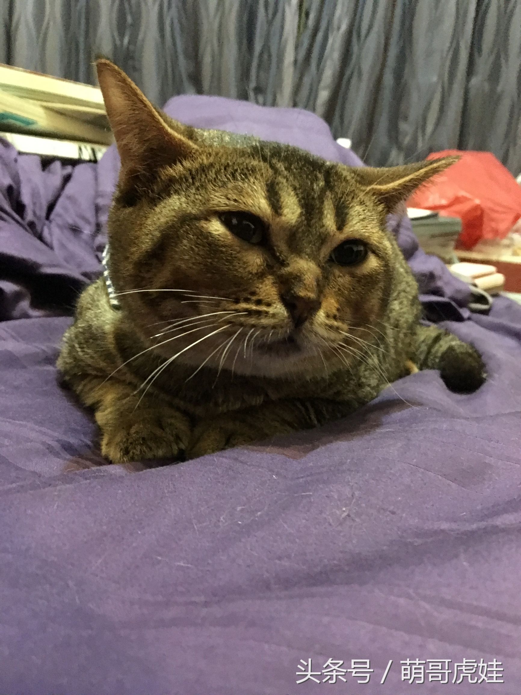 猫咪见证铲屎官的爱情,铲屎官满脸伤的亲猫咪