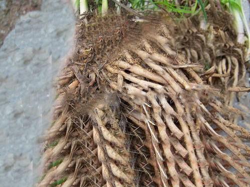 忘忧草有神奇的功效吗,忘忧草可以入药吗