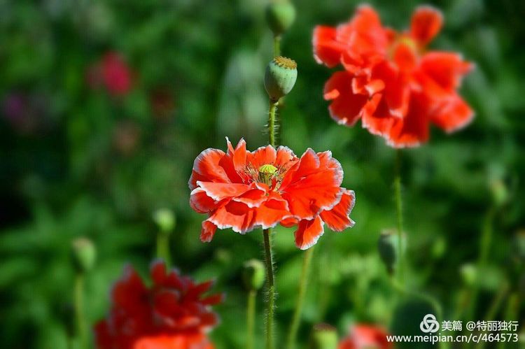 走过四季夏天最美,走过春夏美丽的秋冬