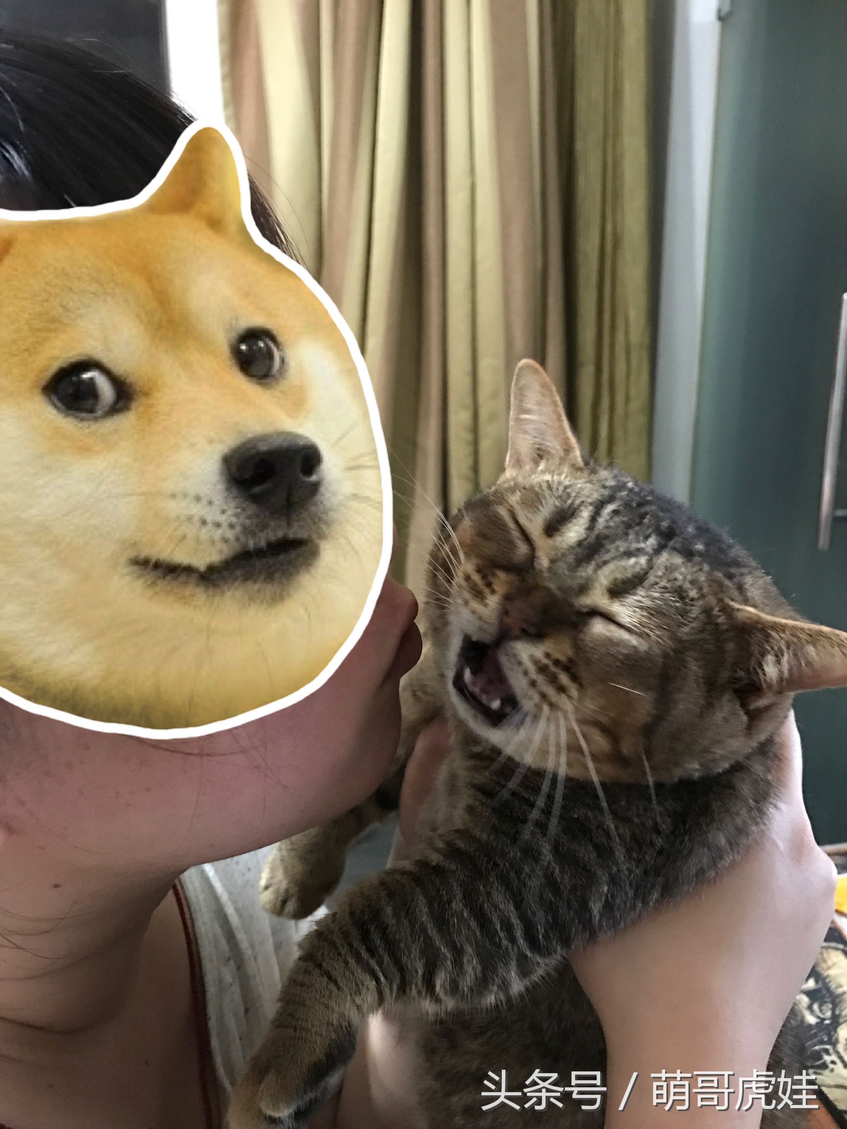 猫咪见证铲屎官的爱情,铲屎官满脸伤的亲猫咪