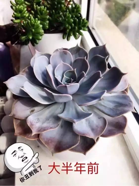 入坑仅1年，他的肉肉竟然全都大变样？！这真的是同一颗肉肉吗？