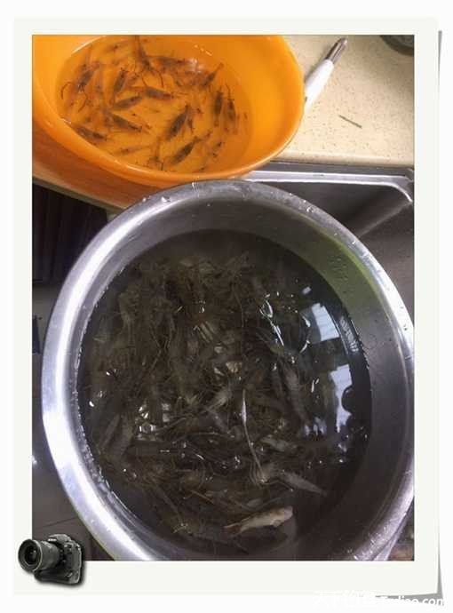 老地方钓鱼不好钓,五一抓鱼捕虾好去处