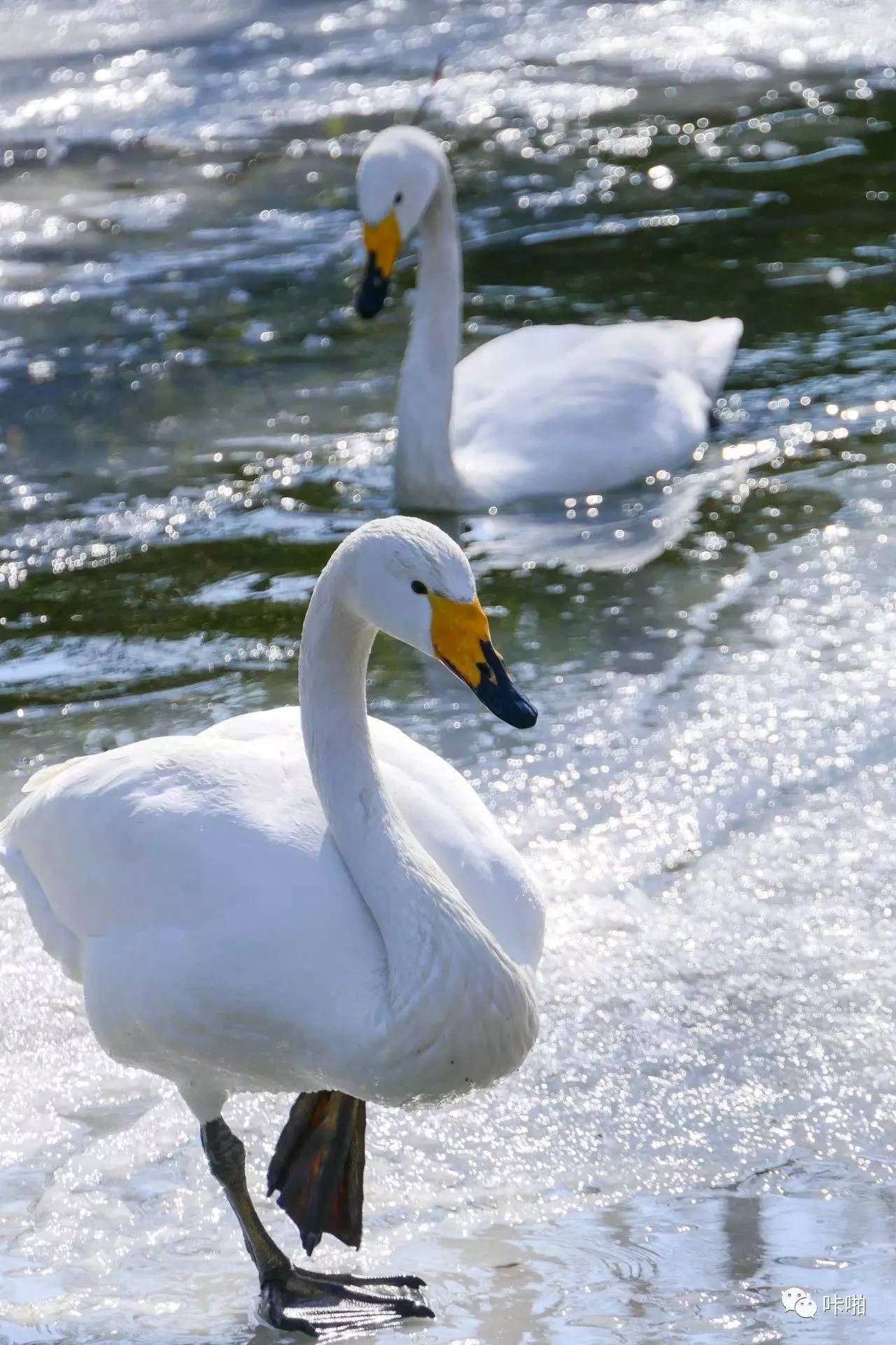 松下fz1000ii与fz2500区别,松下fz2500ii论坛