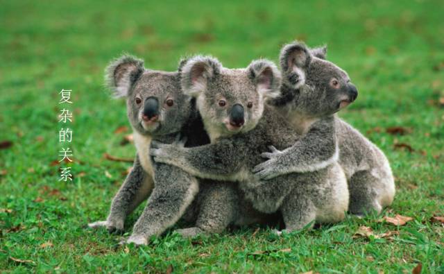 树袋熊爱睡觉,树袋熊助睡眠