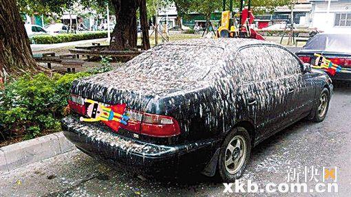 车停树底下怎么防鸟屎,露天停车很多鸟屎怎么办