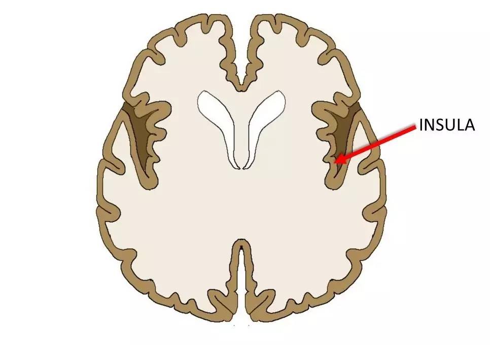 耳鬓厮磨的神经学解释是这样的