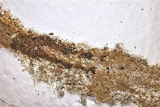 南宁市虫害防治,南宁园林白蚁防治方法