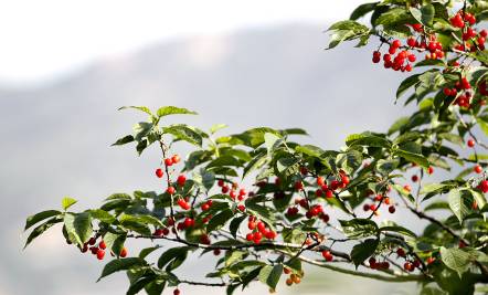 凤凰日参05.15｜青岛交警公布前海一线24个停车场位置！