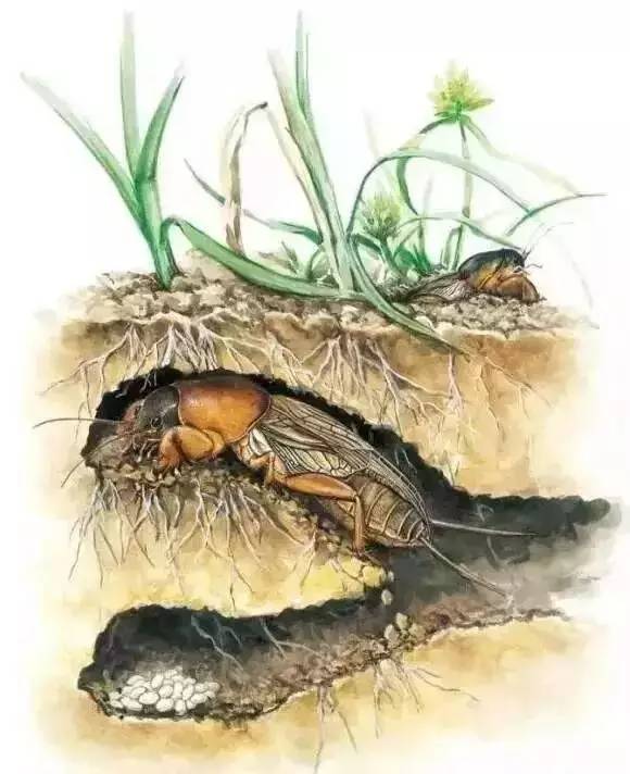 虫子卖到百元一斤,农村常见的虫子现在卖3000元一斤