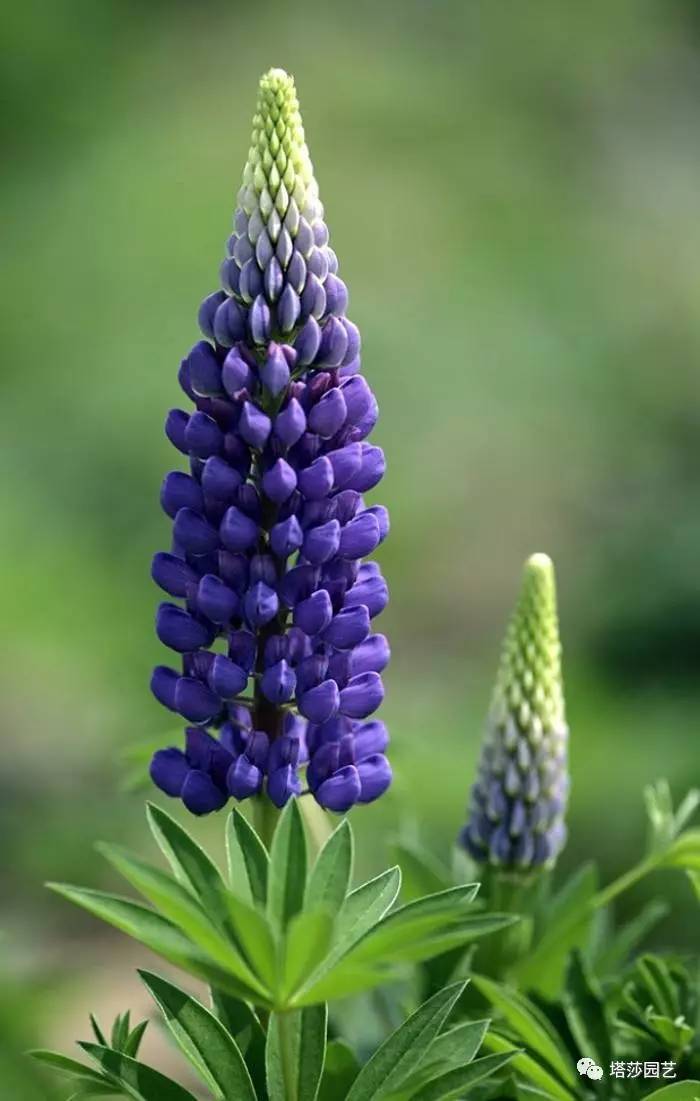 除了康乃馨以外送给妈妈什么花,代表母亲的花是康乃馨