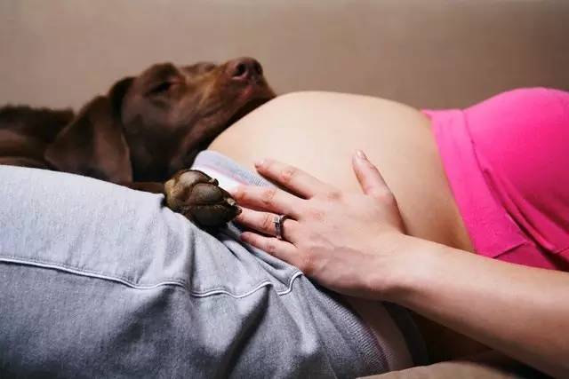 养狗狗会不会影响怀孕,养狗狗对孕早期影响大吗