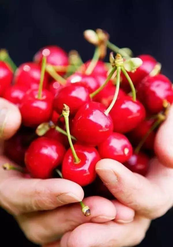 烟台吃小樱桃的地方,山东烟台绝对是吃樱桃的好地方