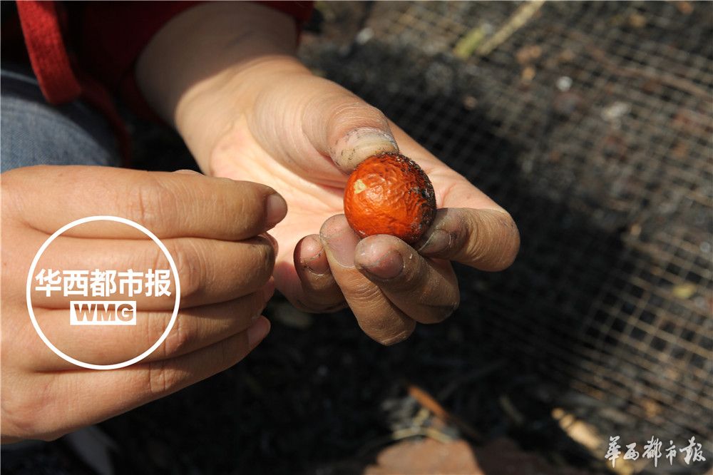 苏铁被称为什么地球上的活化石,苏铁是活化石植物吗