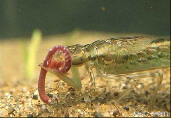 云南人站在食物链的顶端,死也不吃的食物