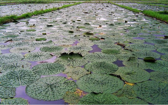 长得像板栗的外壳很多刺是什么,长的像板栗但壳不是刺