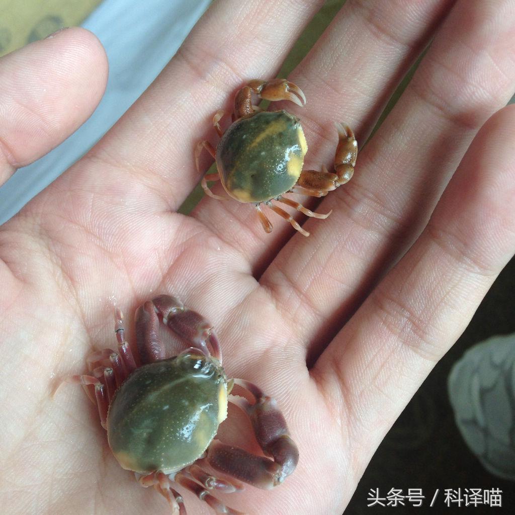 胆小的别进!青岛的海虫子,可以入药可以吃,鲍鱼也在内!