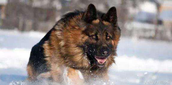 母德牧犬生理期怎么照顾,德牧产后用什么药消炎