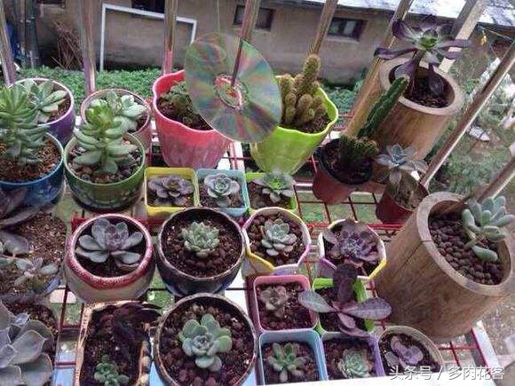 如何防止多肉被鸟咬,养多肉怎么防鸟