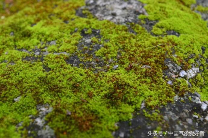南极继续变暖会如何,南极出现绿雪有什么影响