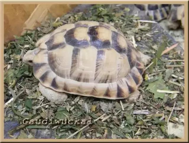 它被人冠以“小安格”的名号,却比真的安哥更金贵