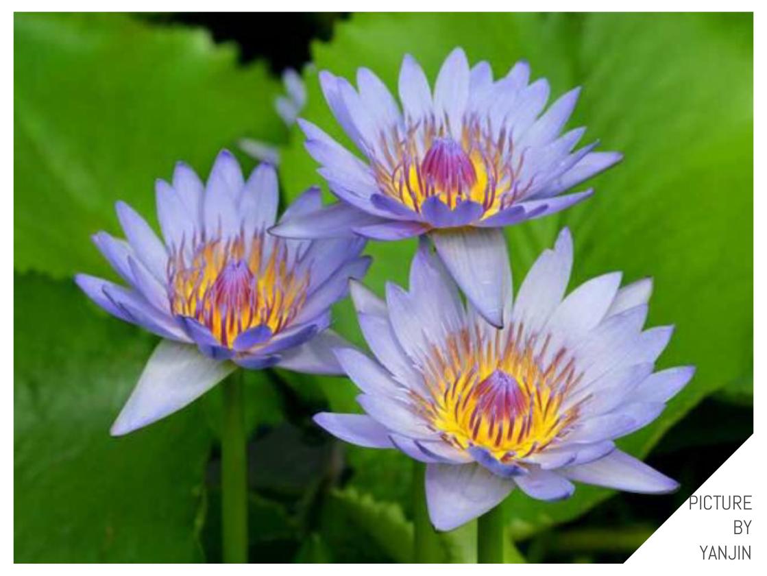 世界上最贵的花是什么,史上最贵的十种花和价格