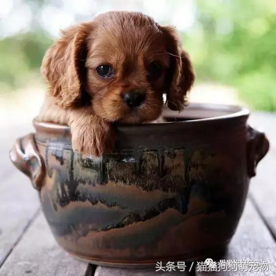 最可爱茶杯犬,16只茶杯犬