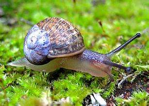 我们常见的蜗牛可不可以吃,蜗牛难道也可以吃吗