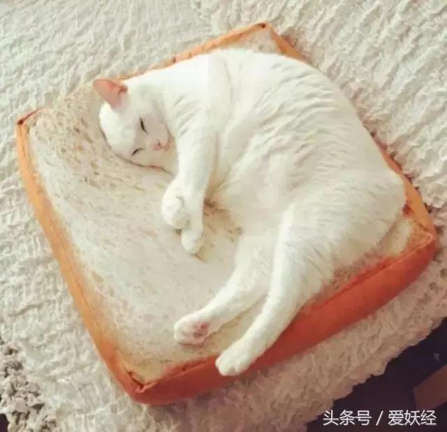 爱妖经｜买了这个猫咪专用土司坐垫，也许我们就能有猫了！