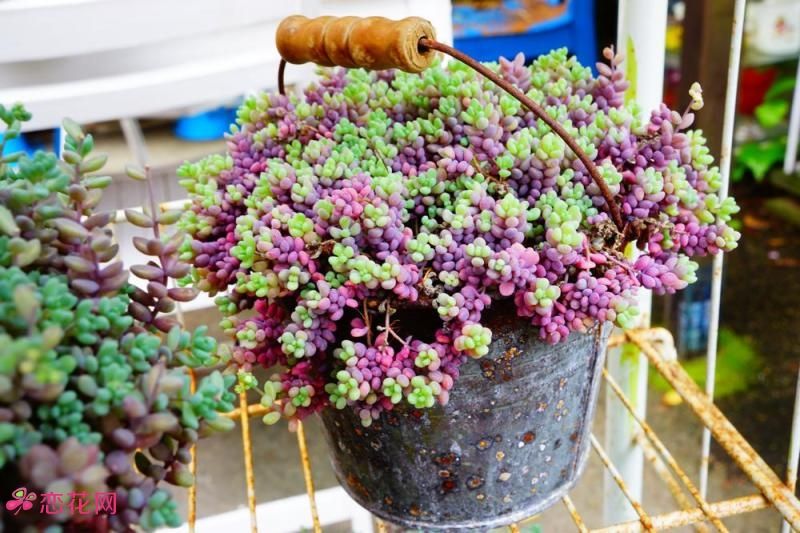 日本现“海豚多肉”萌炸了！但要养好可是很麻烦的！