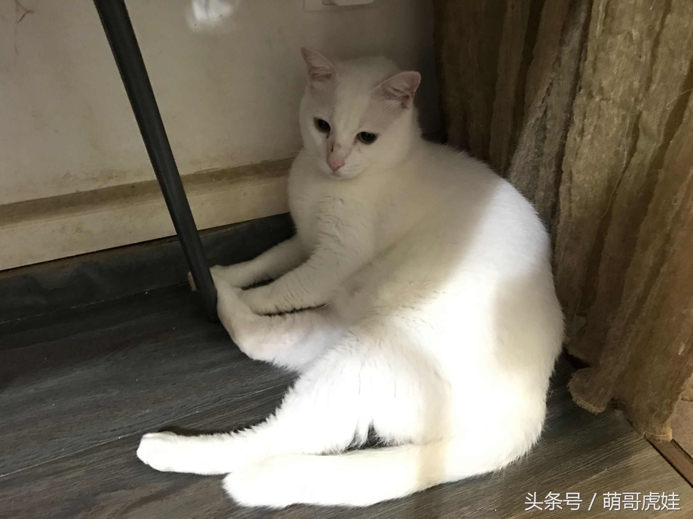 小猫胖胖的不爱动,小猫很胖但是脸却不圆
