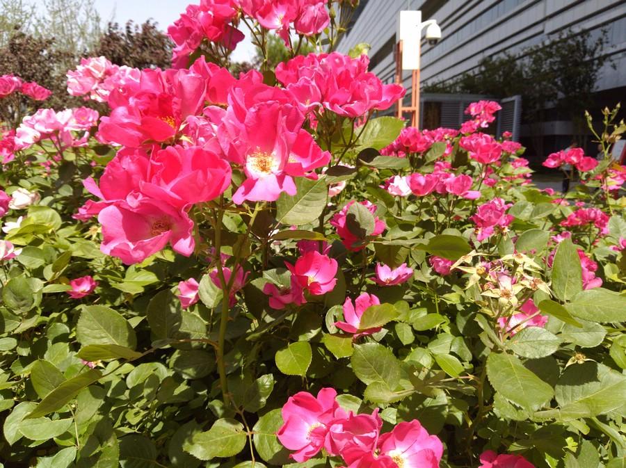 华为畅享7plus可以无线充吗,华为畅享7plus详解