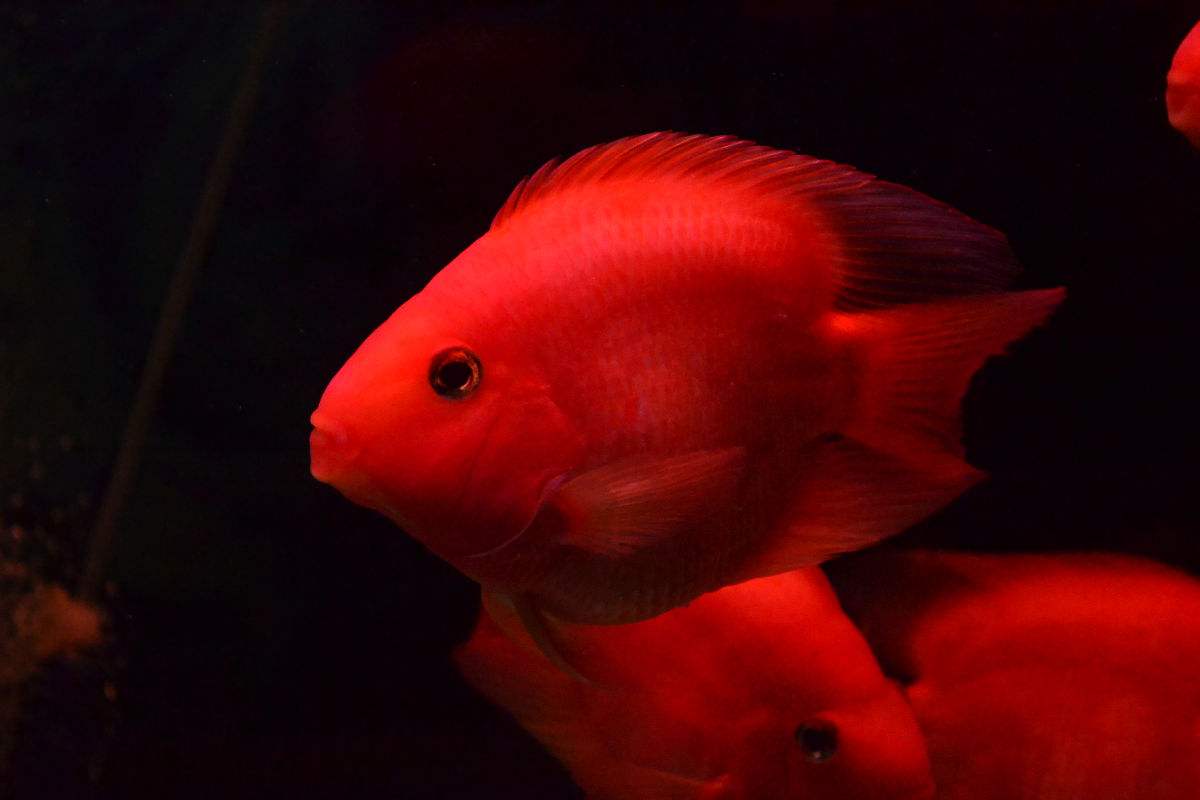 什么品牌硝化细菌菌种最好,好氧反硝化细菌属于什么菌种