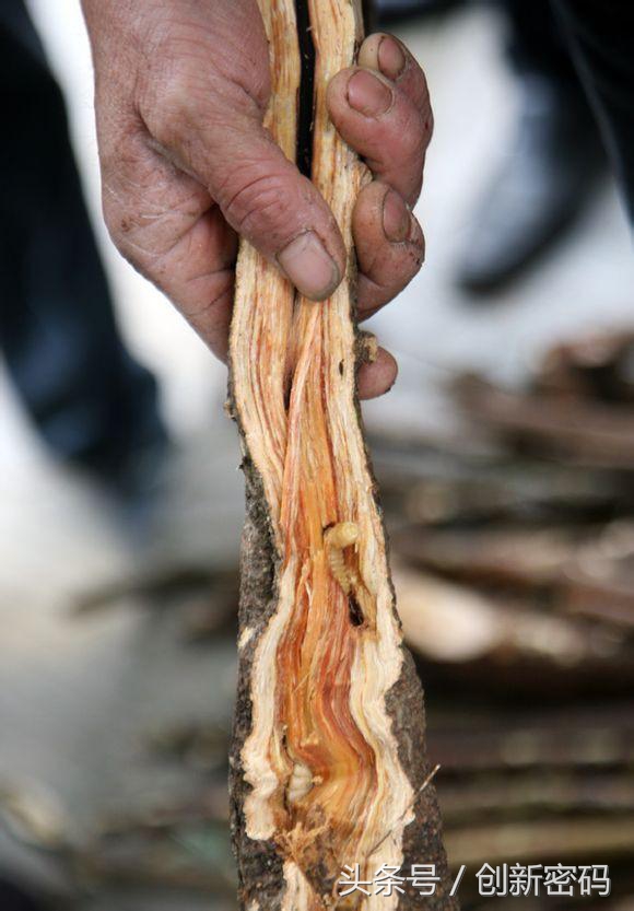 云南人站在食物链的顶端,死也不吃的食物