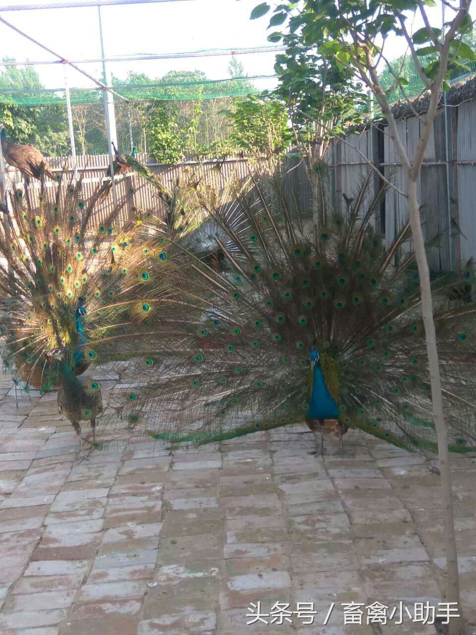 养鸡三年赚钱吗,养鸡赚钱不再愁