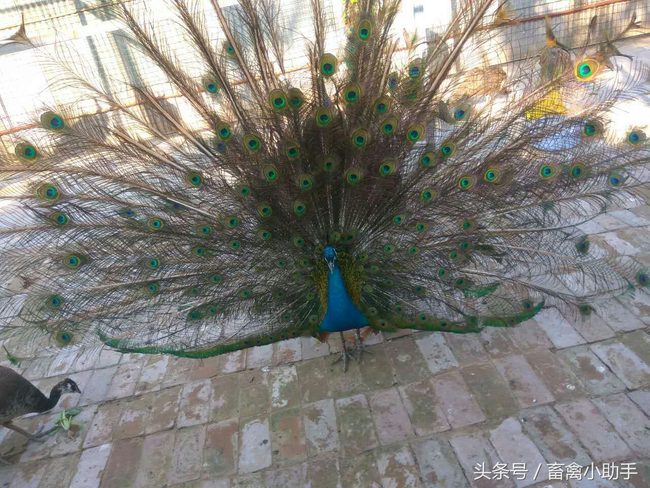 养鸡三年赚钱吗,养鸡赚钱不再愁